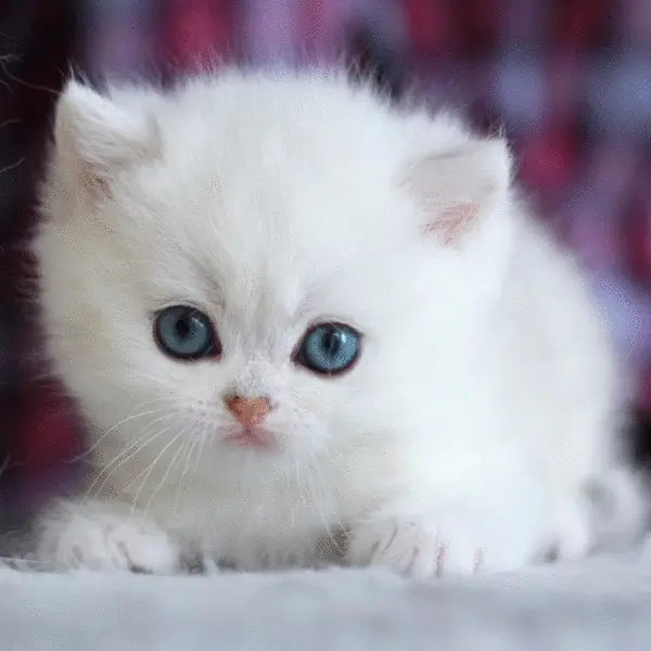 My Realistic Kitten Robot