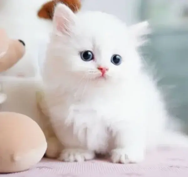 My Realistic Kitten Robot