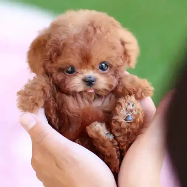 Mon Chiot Robot Réaliste - Image 15