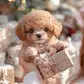 Mon Chiot Robot Réaliste - Image 8