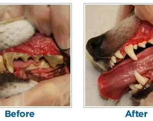 Alternative view of (❤️Clearance Sale: Buy 2 Get Extra 10% OFF) Dog Toothbrush
