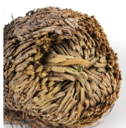 "Rose Of Jericho" - The Resurrection Plant - Image 2