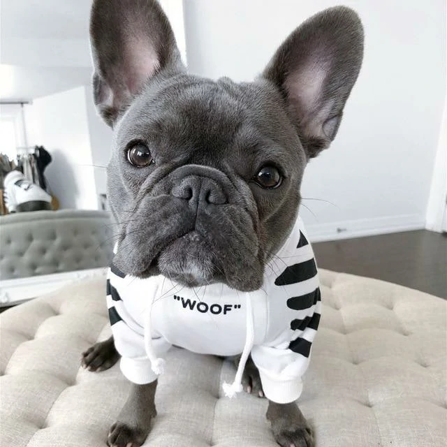 ‘WOOF’ Trendy Dog Hoodie - Image 4