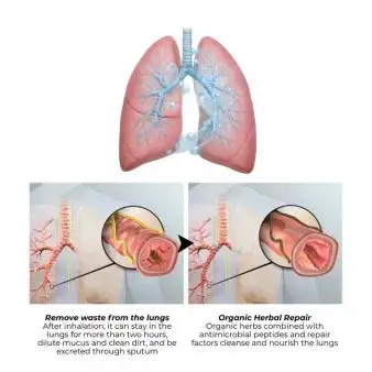 All-New Upgraded Botanical Mullein Lung Cleanse Diffuser - Image 5